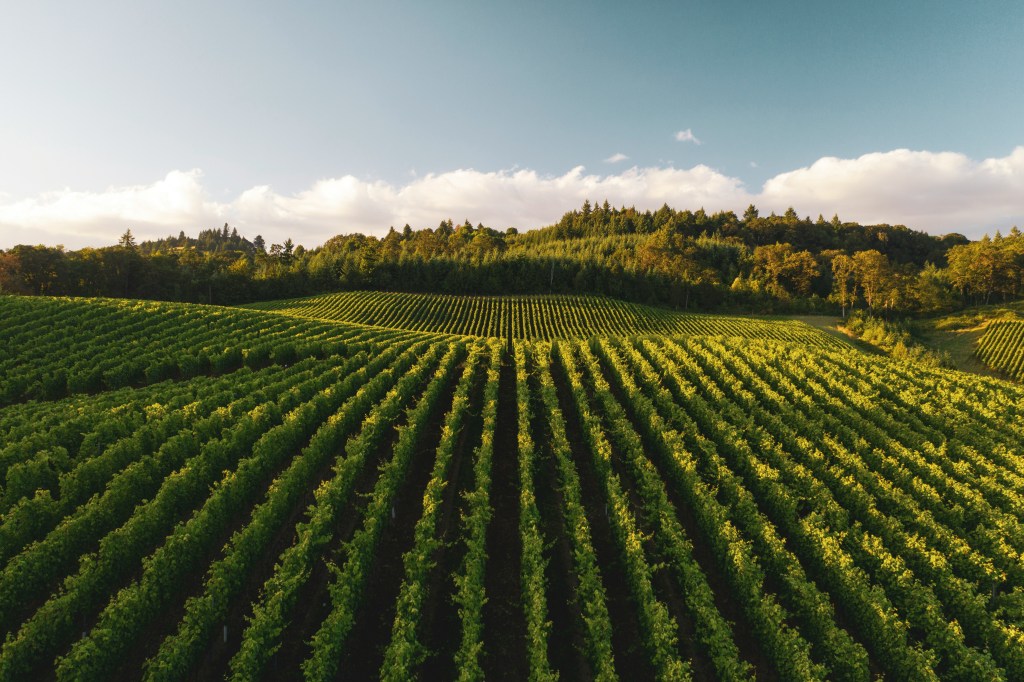 What more could I have done for My vineyard than I did? Why, when I expected a yield of good grapes, did it yield worthless grapes? (Isa&nbsp;5:4)